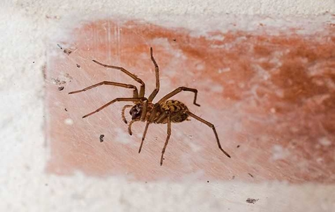 House Spider
