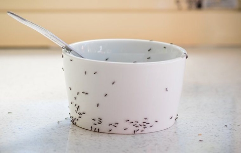 Ants on a bowl