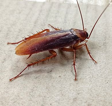 cockroach