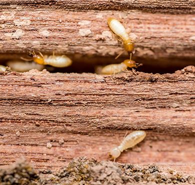 Termite